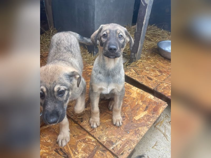Kaan - lieber, zurückhaltender Welpenbub