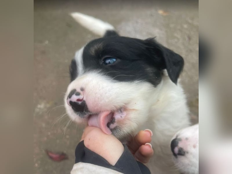Welpenmädchen Bommel sucht ihre Menschen
