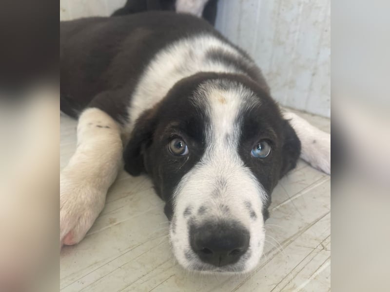 Cassie - freundlich, sanft, liebevoll, verspielt