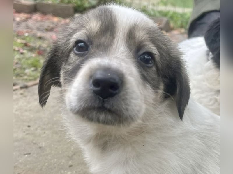 Die süße Nelly möchte so gerne ein Zuhause in D!