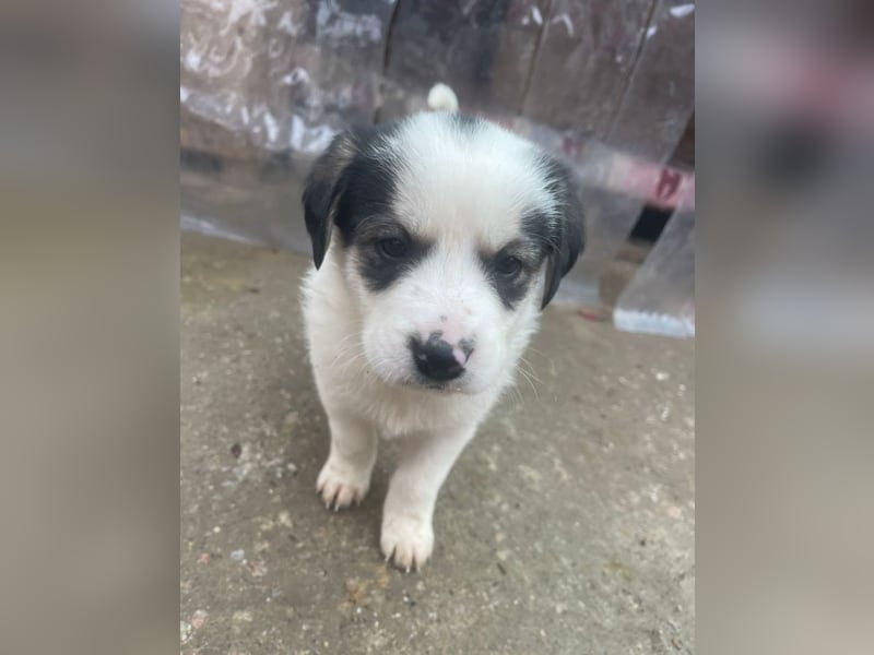 Wer verliebt sich in die süße Stella?