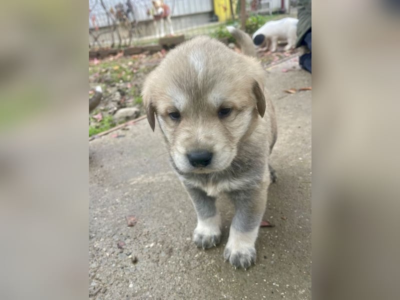 Bei wem darf Welpenbub Finley einziehen?