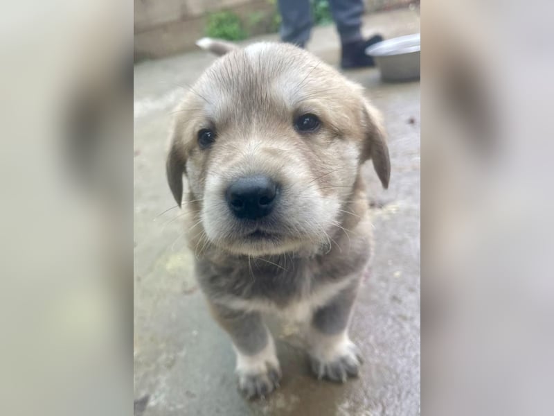 Bei wem darf Welpenbub Finley einziehen?