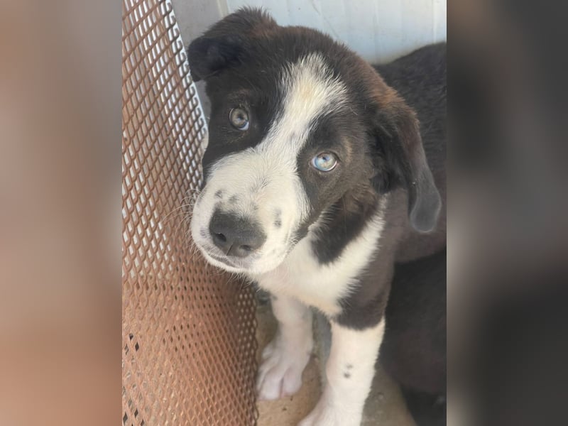 Cassie - freundlich, sanft, liebevoll, verspielt