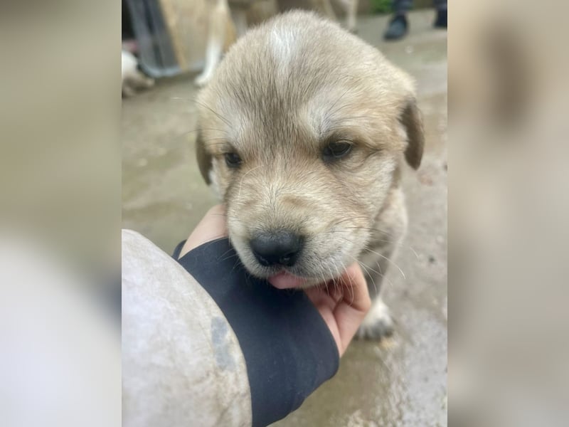 Bei wem darf Welpenbub Finley einziehen?