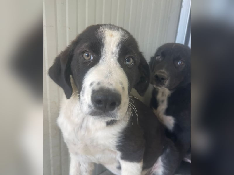 Cassie - freundlich, sanft, liebevoll, verspielt