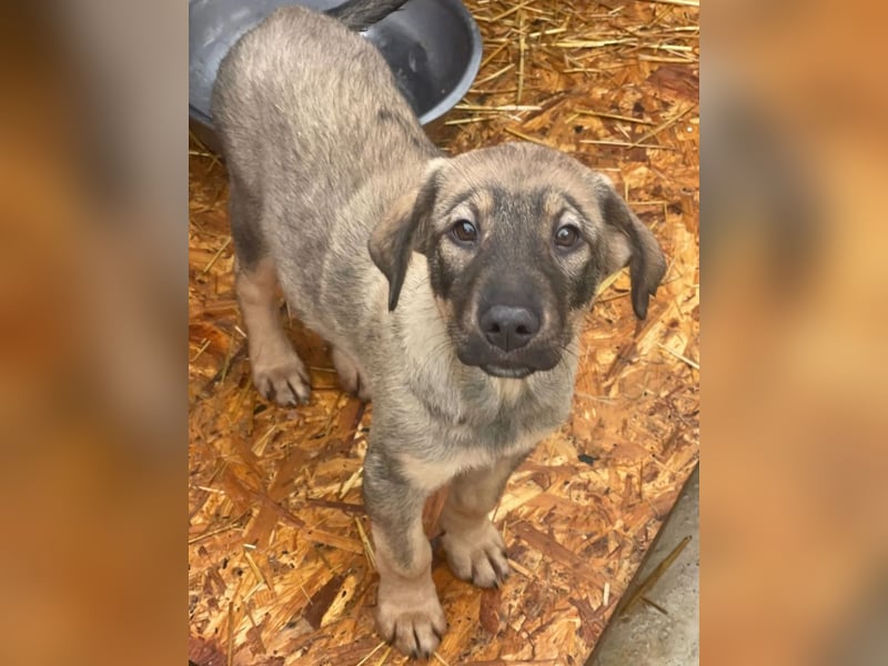 Kaan - lieber, zurückhaltender Welpenbub