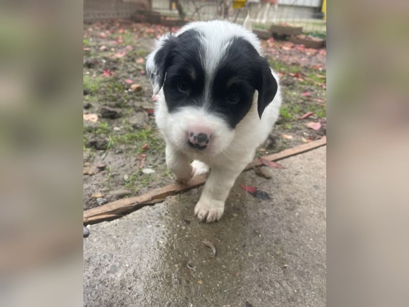 Welpenmädchen Bommel sucht ihre Menschen