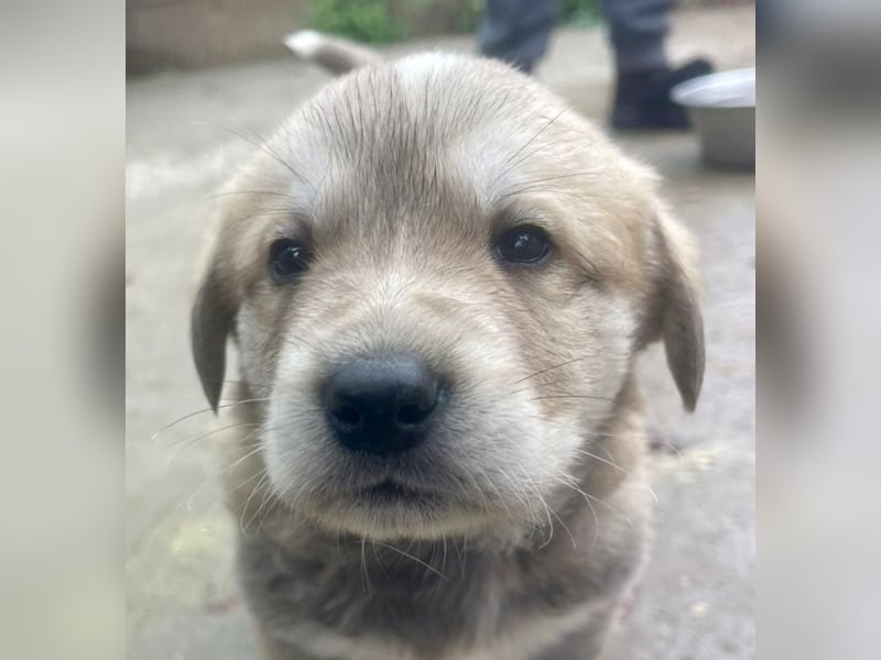 Bei wem darf Welpenbub Finley einziehen?