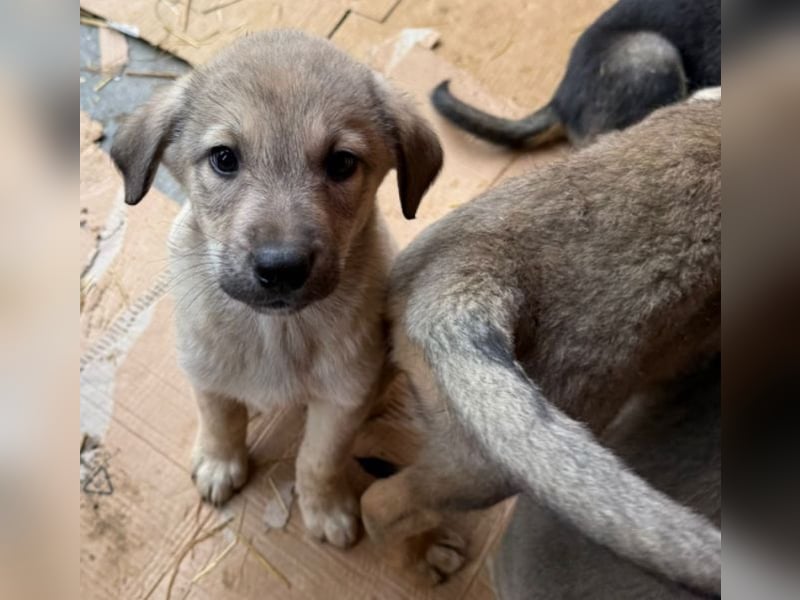 Pauli - liebevoller Welpe sucht Familie (deutschlandweit)