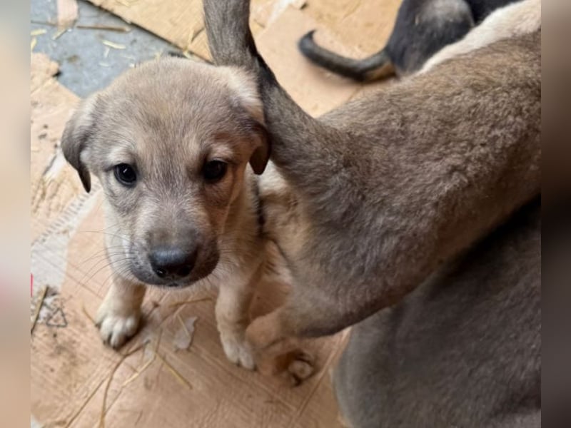 Pauli - liebevoller Welpe sucht Familie (deutschlandweit)