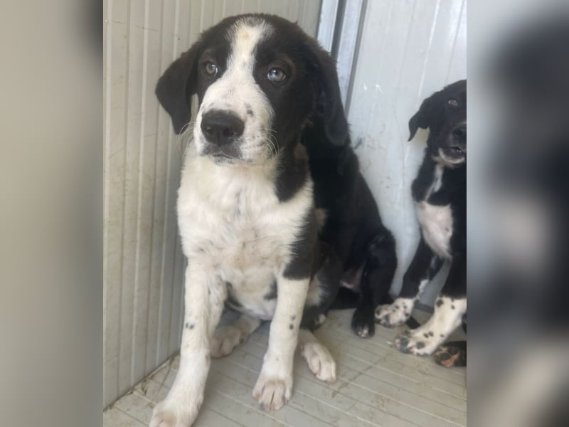 Cassie - freundlich, sanft, liebevoll, verspielt