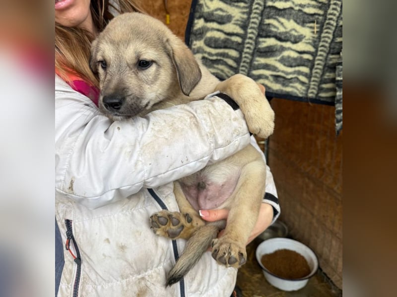 Pauli - liebevoller Welpe sucht Familie (deutschlandweit)