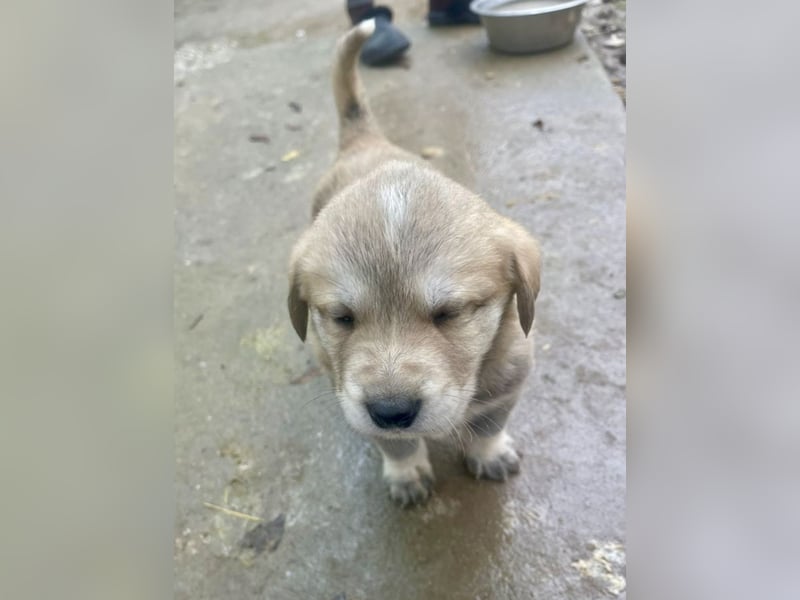 Bei wem darf Welpenbub Finley einziehen?