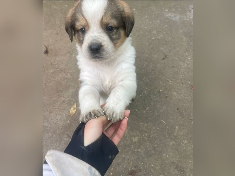 Welpenalarm: Wer hat ein Körbchen für Nuggets?