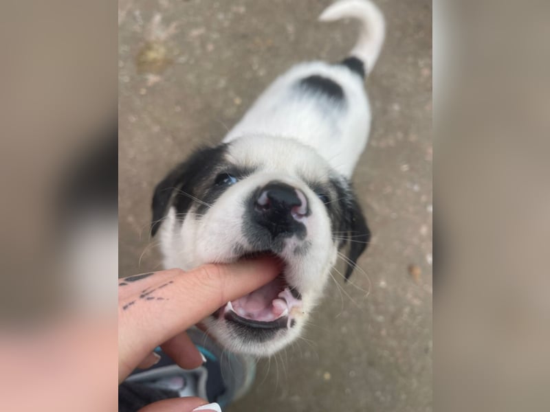 Wer verliebt sich in die süße Stella?