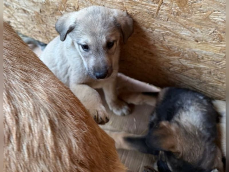 Pauli - liebevoller Welpe sucht Familie (deutschlandweit)