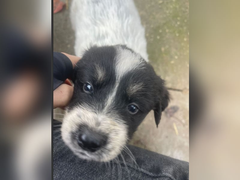 Welpenmädchen Phoebe sucht ihre Familie!