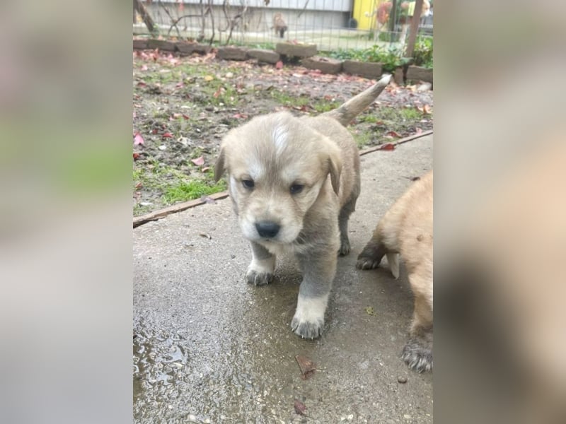 Bei wem darf Welpenbub Finley einziehen?