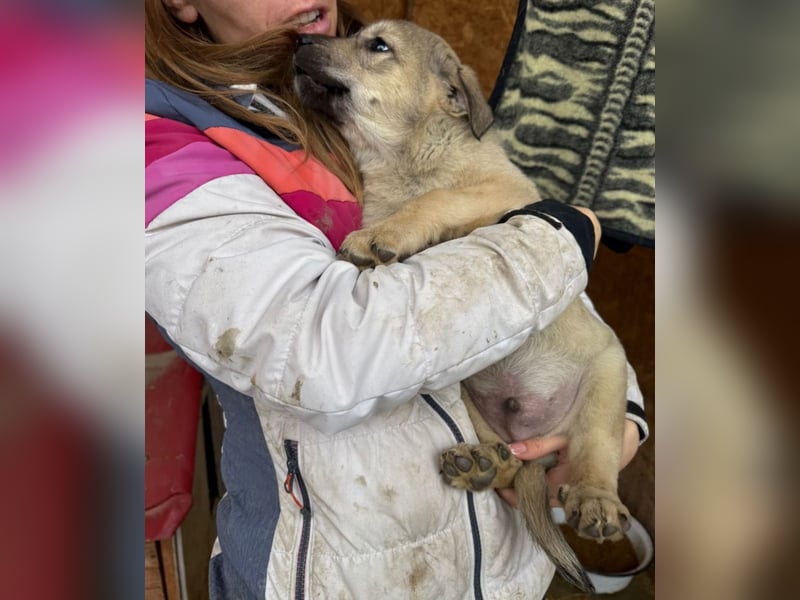 Pauli - liebevoller Welpe sucht Familie (deutschlandweit)