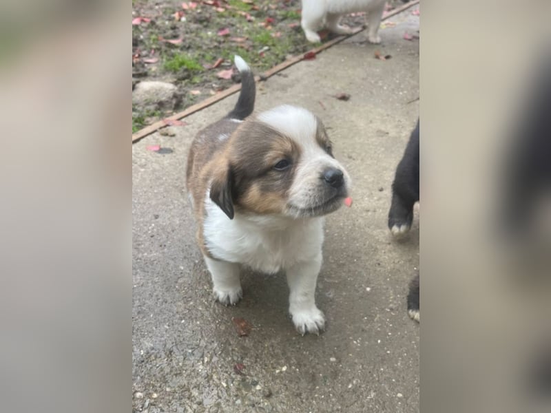 Welpenalarm: Wer hat ein Körbchen für Nuggets?