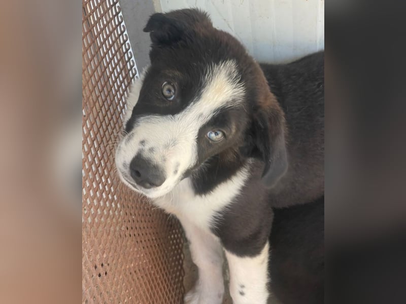 Cassie - freundlich, sanft, liebevoll, verspielt