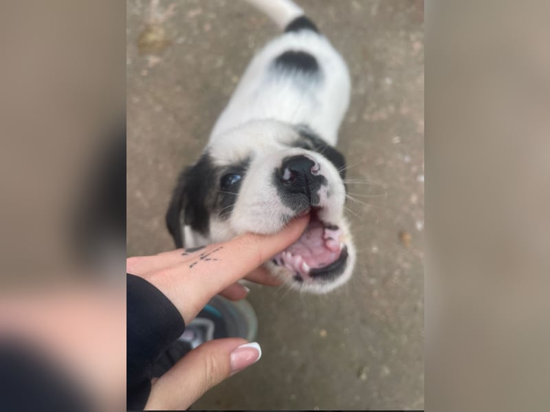 Wer verliebt sich in die süße Stella?