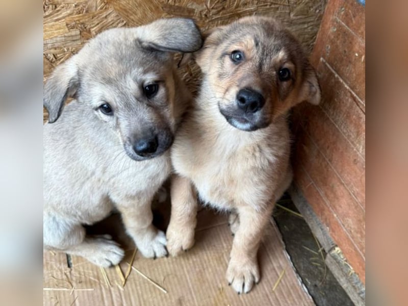 Pauli - liebevoller Welpe sucht Familie (deutschlandweit)