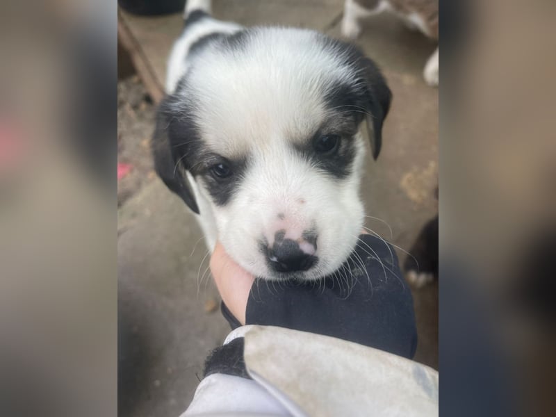 Wer verliebt sich in die süße Stella?