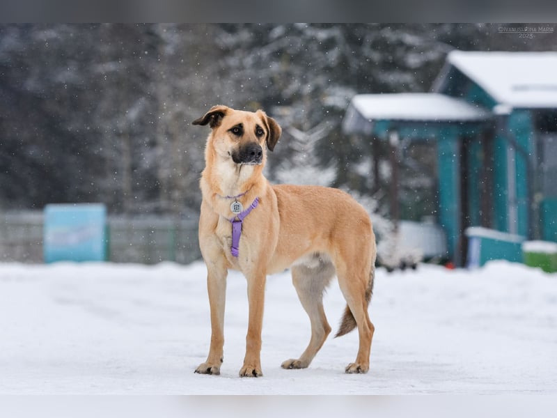 Ruhiger Lutik sucht warmes Körbchen