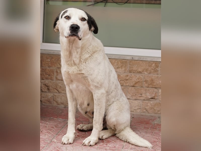 Morla, geb. ca. 01/2020, lebt in GRIECHENLAND, auf einer privaten Pflegestelle