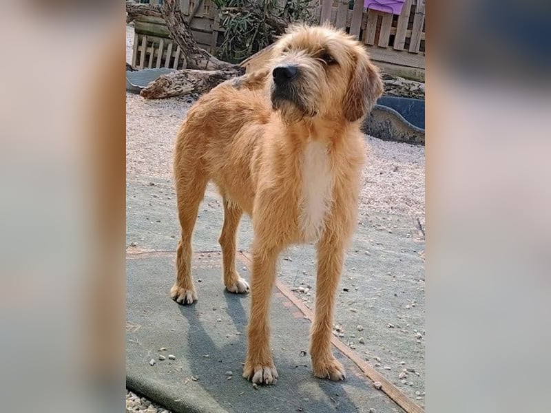 Sid, geb. ca. 08/2022 , lebt in GRIECHENLAND, auf einer privaten Pflegestelle Sid, geb. ca. 08/2022 , lebt in GRIECHENLAND, auf einer privaten Pflegestelle