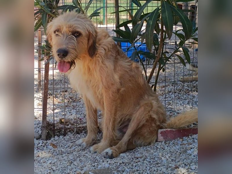 Sid, geb. ca. 08/2022 , lebt in GRIECHENLAND, auf einer privaten Pflegestelle Sid, geb. ca. 08/2022 , lebt in GRIECHENLAND, auf einer privaten Pflegestelle