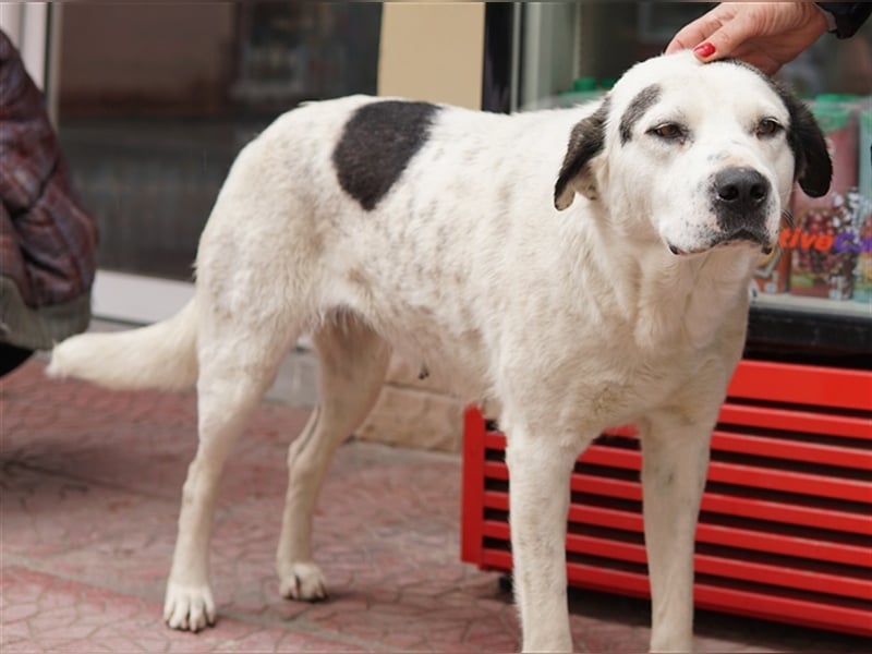 Morla, geb. ca. 01/2020, lebt in GRIECHENLAND, auf einer privaten Pflegestelle