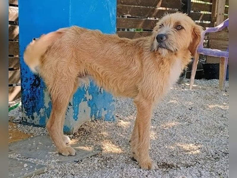 Sid, geb. ca. 08/2022 , lebt in GRIECHENLAND, auf einer privaten Pflegestelle Sid, geb. ca. 08/2022 , lebt in GRIECHENLAND, auf einer privaten Pflegestelle