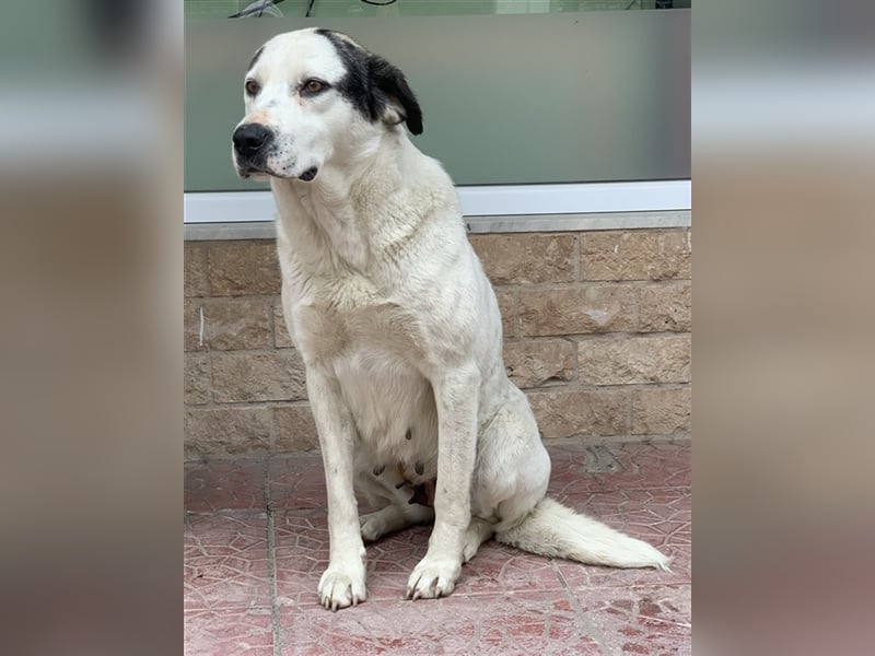 Morla, geb. ca. 01/2020, lebt in GRIECHENLAND, auf einer privaten Pflegestelle