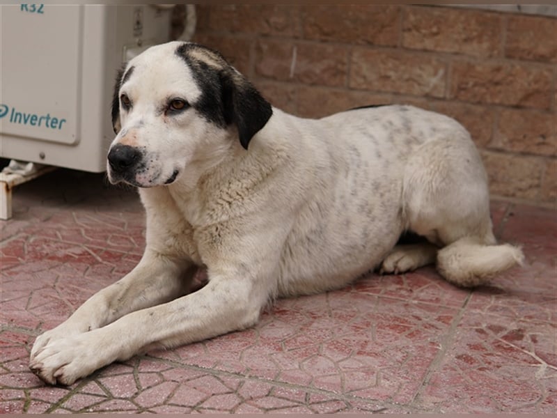 Morla, geb. ca. 01/2020, lebt in GRIECHENLAND, auf einer privaten Pflegestelle