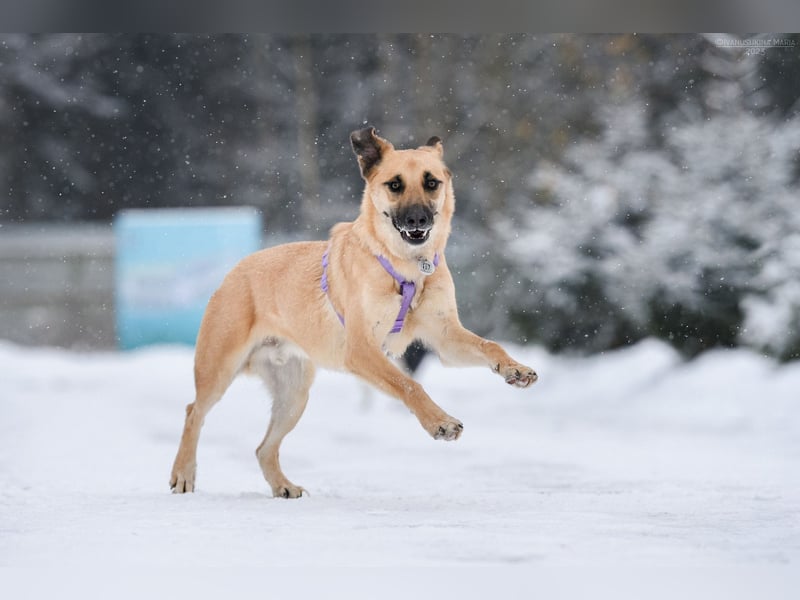 Ruhiger Lutik sucht warmes Körbchen
