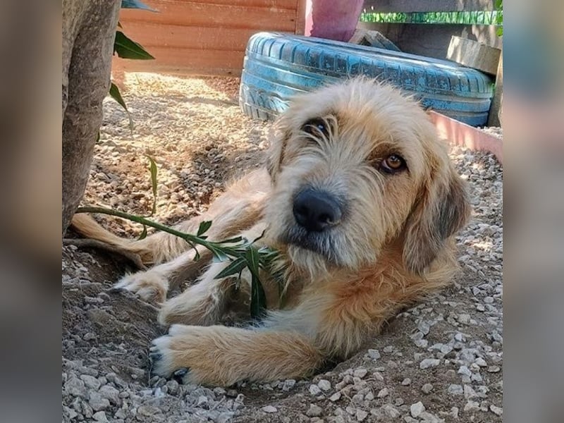 Sid, geb. ca. 08/2022 , lebt in GRIECHENLAND, auf einer privaten Pflegestelle Sid, geb. ca. 08/2022 , lebt in GRIECHENLAND, auf einer privaten Pflegestelle