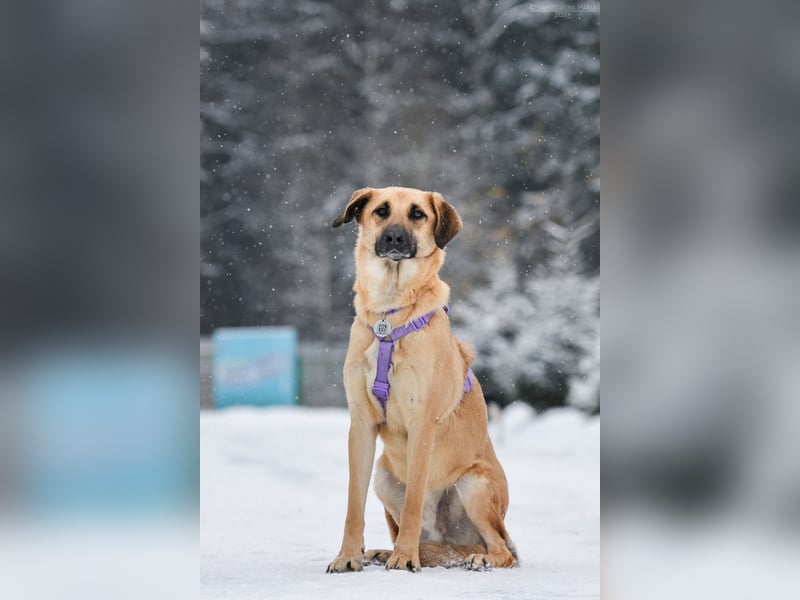 Ruhiger Lutik sucht warmes Körbchen