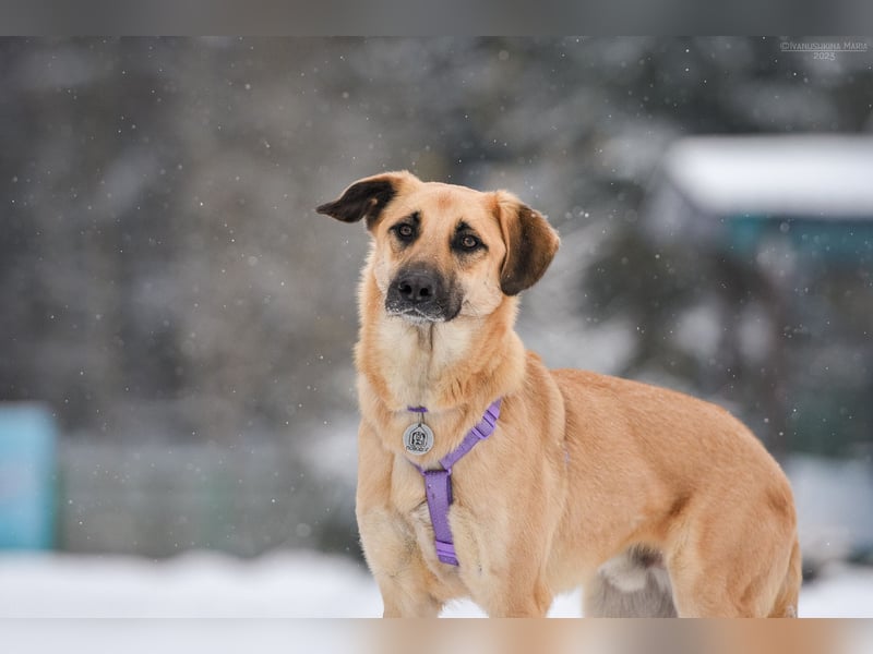 Ruhiger Lutik sucht warmes Körbchen