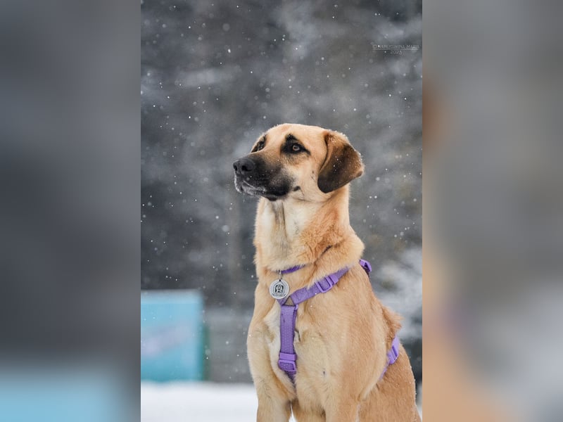 Ruhiger Lutik sucht warmes Körbchen