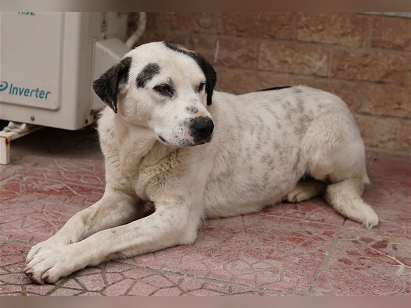 Morla, geb. ca. 01/2020, lebt in GRIECHENLAND, auf einer privaten Pflegestelle