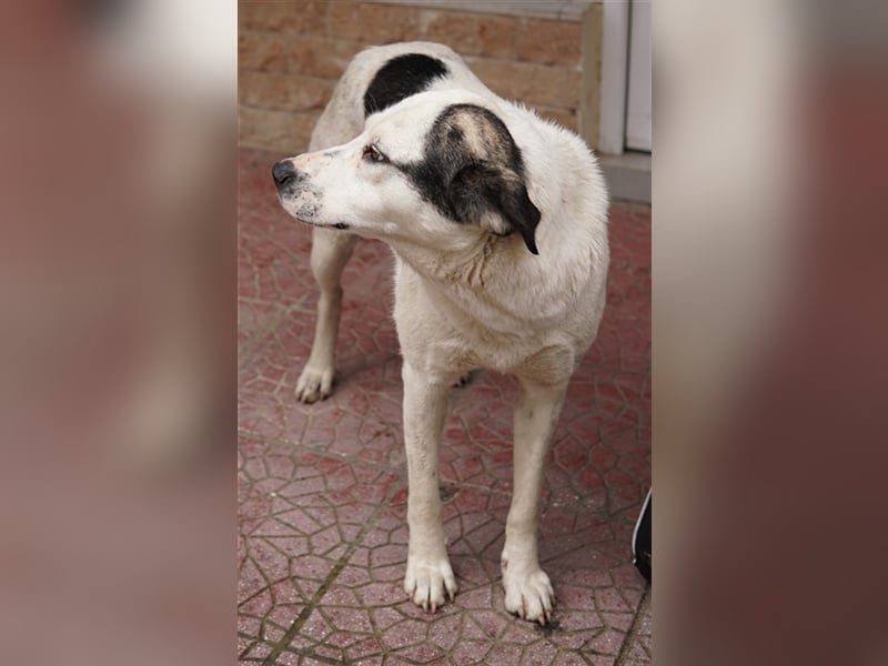 Morla, geb. ca. 01/2020, lebt in GRIECHENLAND, auf einer privaten Pflegestelle