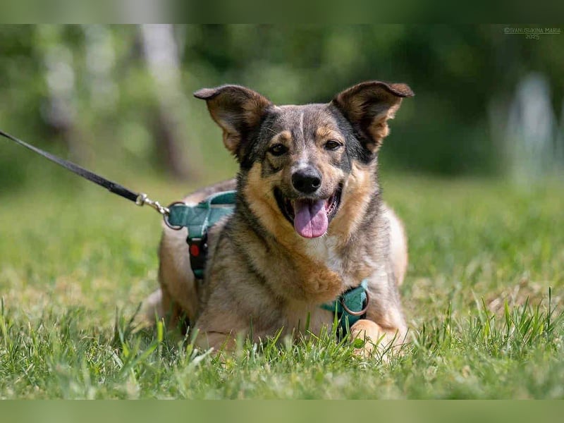 Ruhiges Zuhause für Najda gesucht