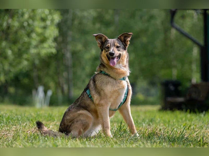 Ruhiges Zuhause für Najda gesucht