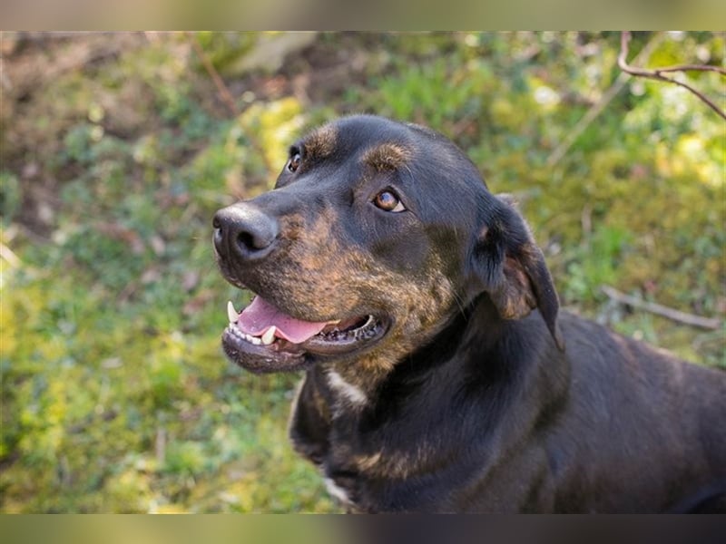 Chip-Nr. 181477 - das hübsche Hundemädchen sucht Menschen, die mit ihr kuscheln und lernen