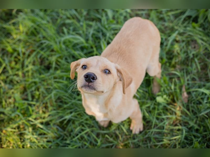 Welpe MILOW - welche liebe Familie schenkt mir ihr Herz?