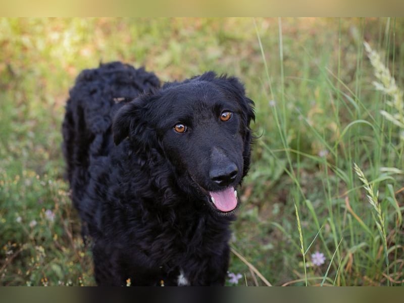 KESHA - die hübsche Maus träumt von einem glücklichen Hundeleben bei ihrer Familie