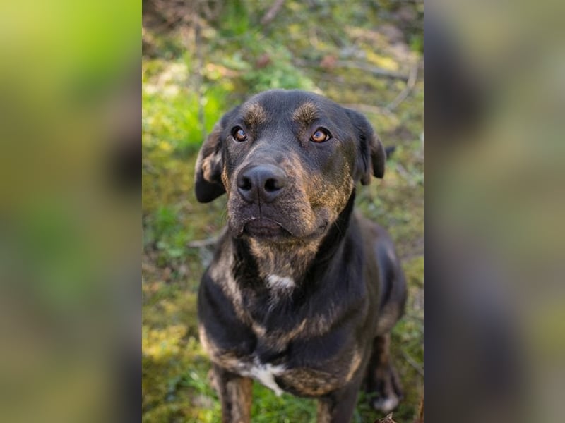 Chip-Nr. 181477 - das hübsche Hundemädchen sucht Menschen, die mit ihr kuscheln und lernen